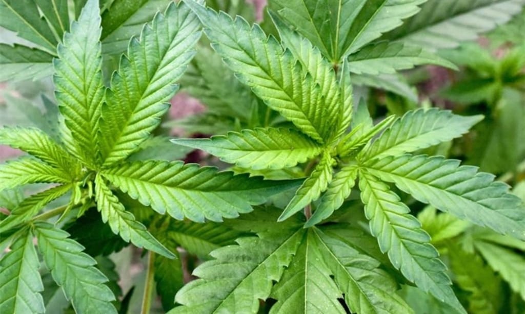 Neue Anwendungen von Verbindungen von Cannabis Samen erkunden