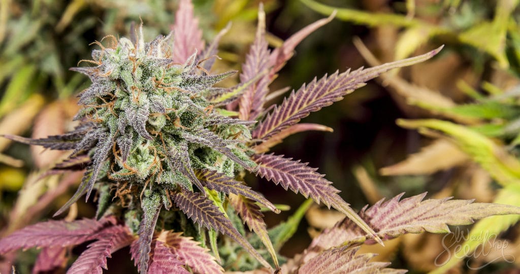 Cannabis Samen: Rechtliche Herausforderungen im internationalen Kontext