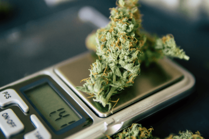 Auf beste Ergebnisse setzen – Cannabis Samen bestellen mit Erfolgsgarantie