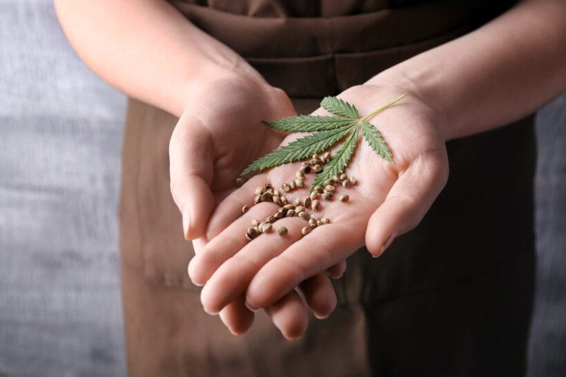 Eine Symphonie der Sorten: Wo man Cannabissamen für den kunstvollen Anbau kaufen kann
