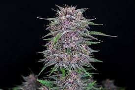 Entdecke das Geheimnis von Banana Purple Punch Auto: Ein unvergleichliches Indica-Erlebnis mit 26 % THC!