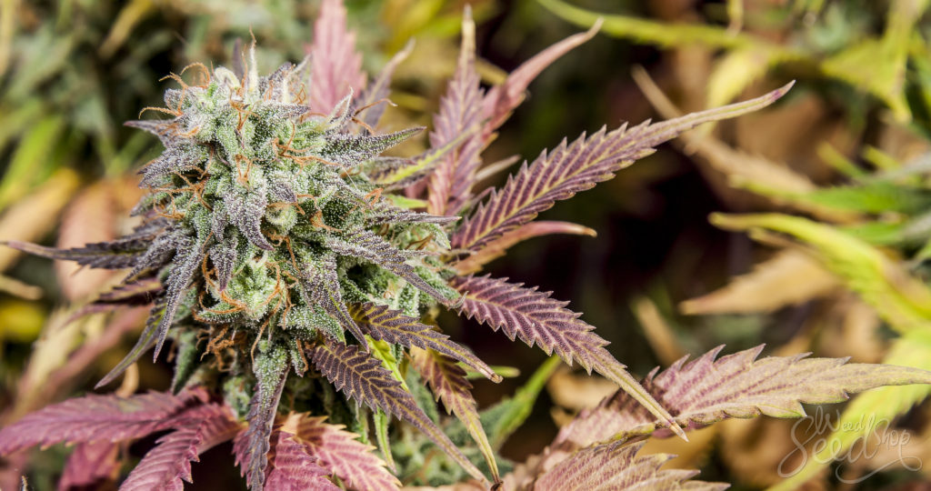 Cannabis Samen: Rechtliche Herausforderungen im internationalen Kontext