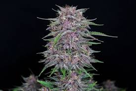 Entdecke das Geheimnis von Banana Purple Punch Auto: Ein unvergleichliches Indica-Erlebnis mit 26 % THC!